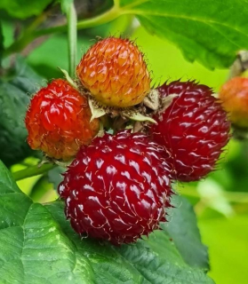 Rubus idaeus 'Raspberry Tower'